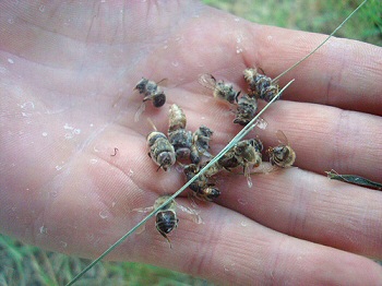 api vittime di OGM